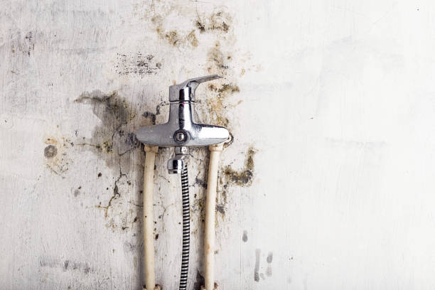 Best Mold Cleaning Services  in West Elmira, NY