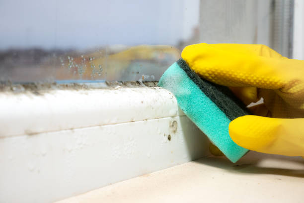 Best Certified Mold Removal  in West Elmira, NY