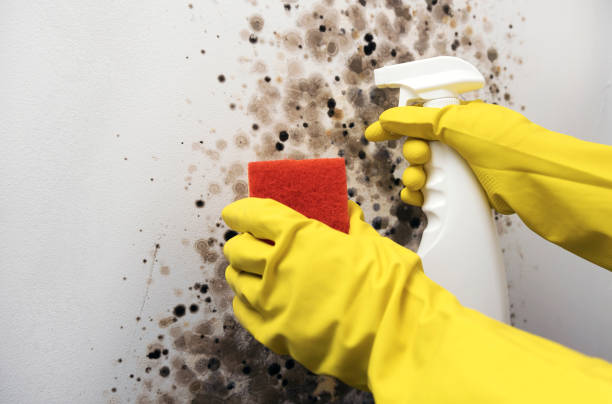 Best Best Mold Removal Companies  in West Elmira, NY