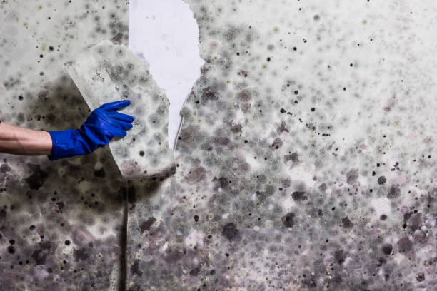 Mold Testing and Removal in West Elmira, NY
