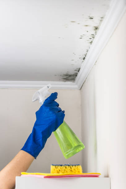 Best Emergency Mold Removal  in West Elmira, NY